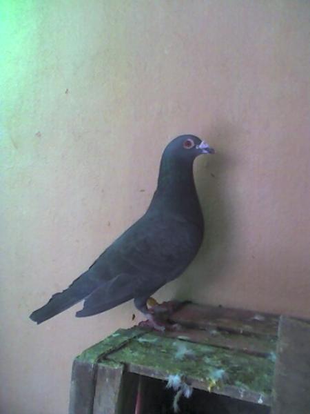 pigeons